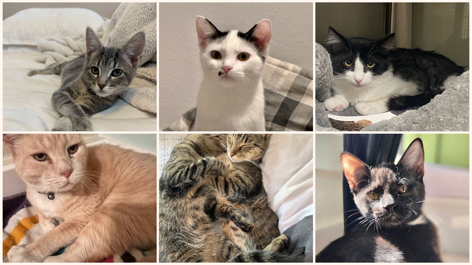 Cats up for adoption near Amador County, CA