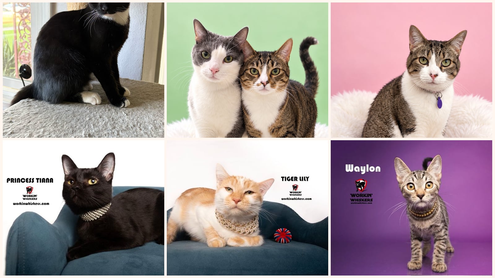 Cats up for adoption near Riverside County, CA