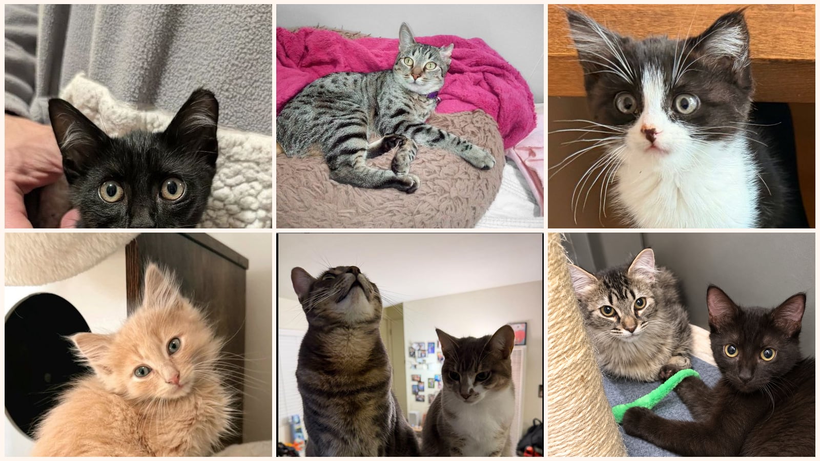 Cats up for adoption near Santa Cruz County, CA