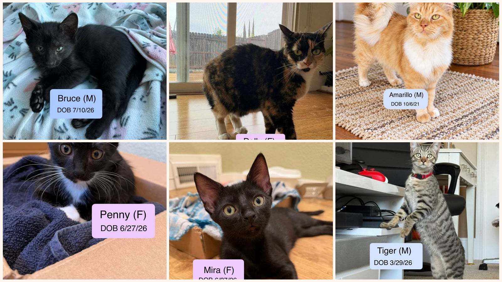 Cats up for adoption near Solano County, CA
