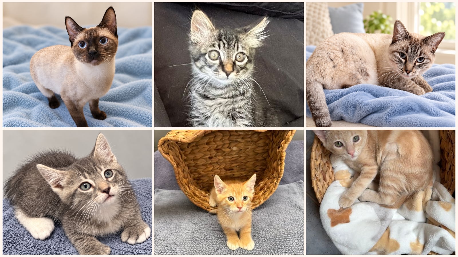 Cats up for adoption near Sonoma County, CA