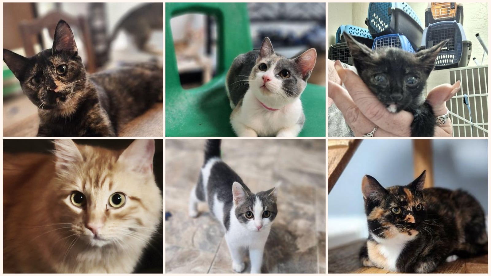 Cats up for adoption near Tulare County, CA