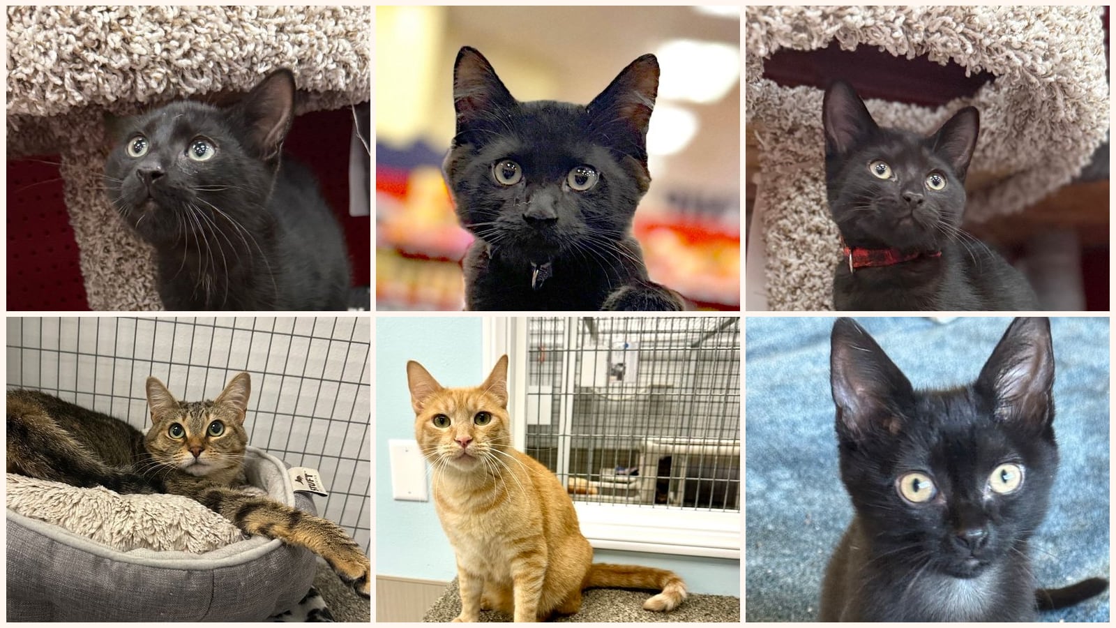 Cats up for adoption near Ventura County, CA