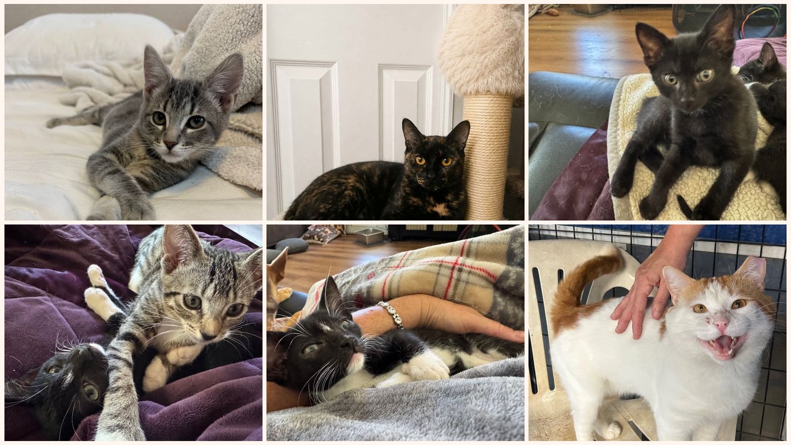 Cats up for adoption near Yuba County, CA