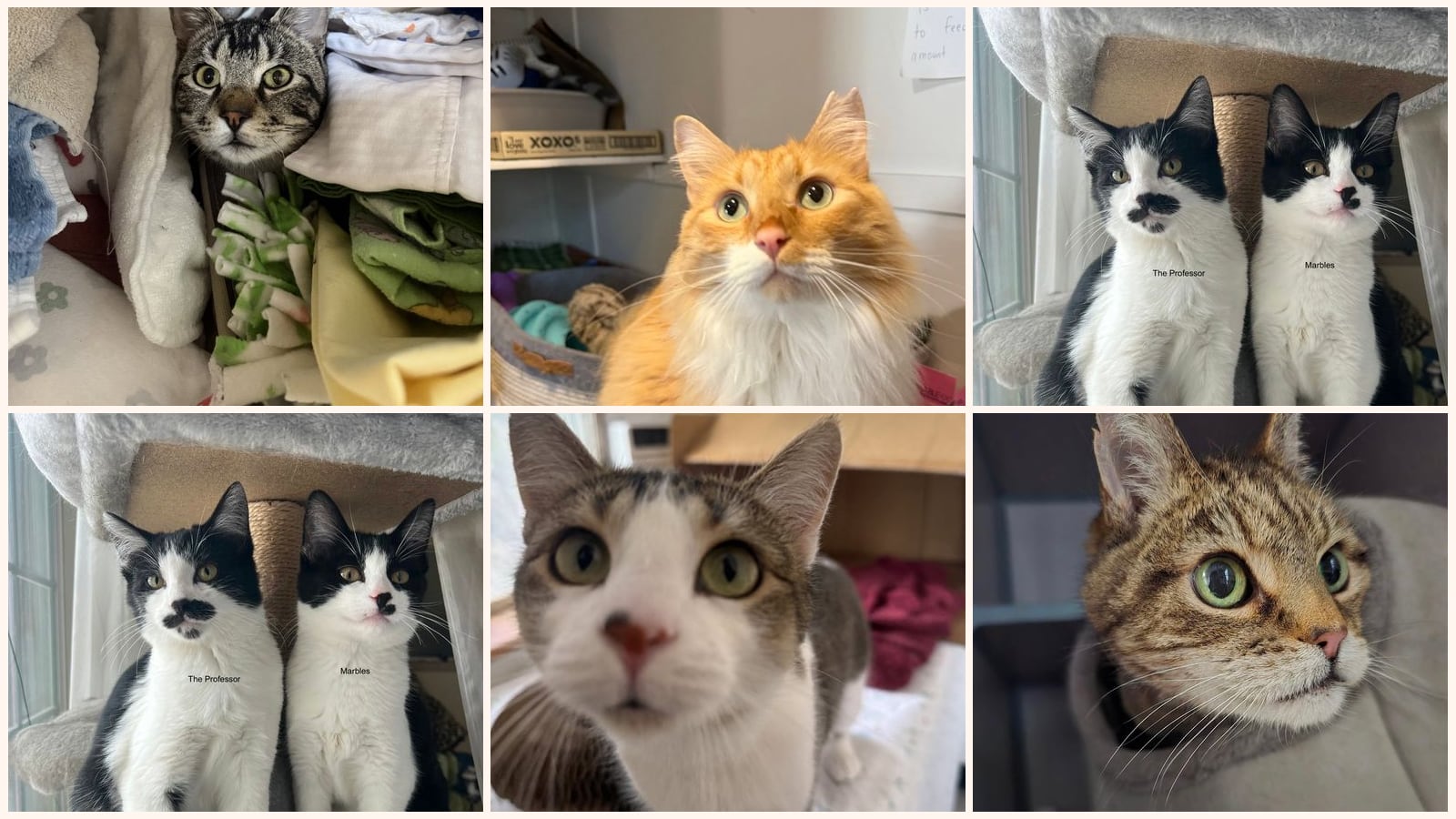 Cats up for adoption near Larimer County, CO