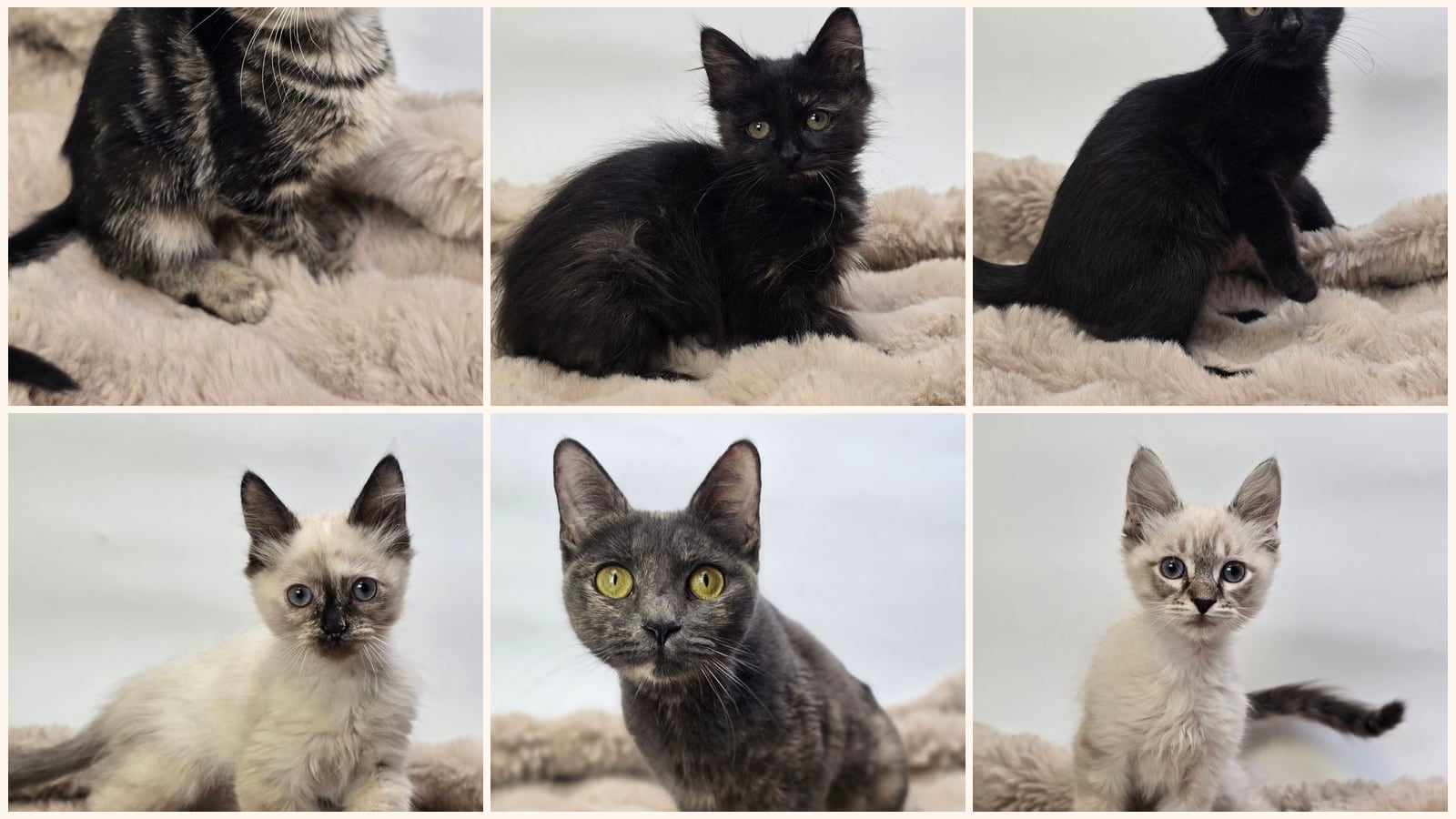 Cats up for adoption near Park County, CO