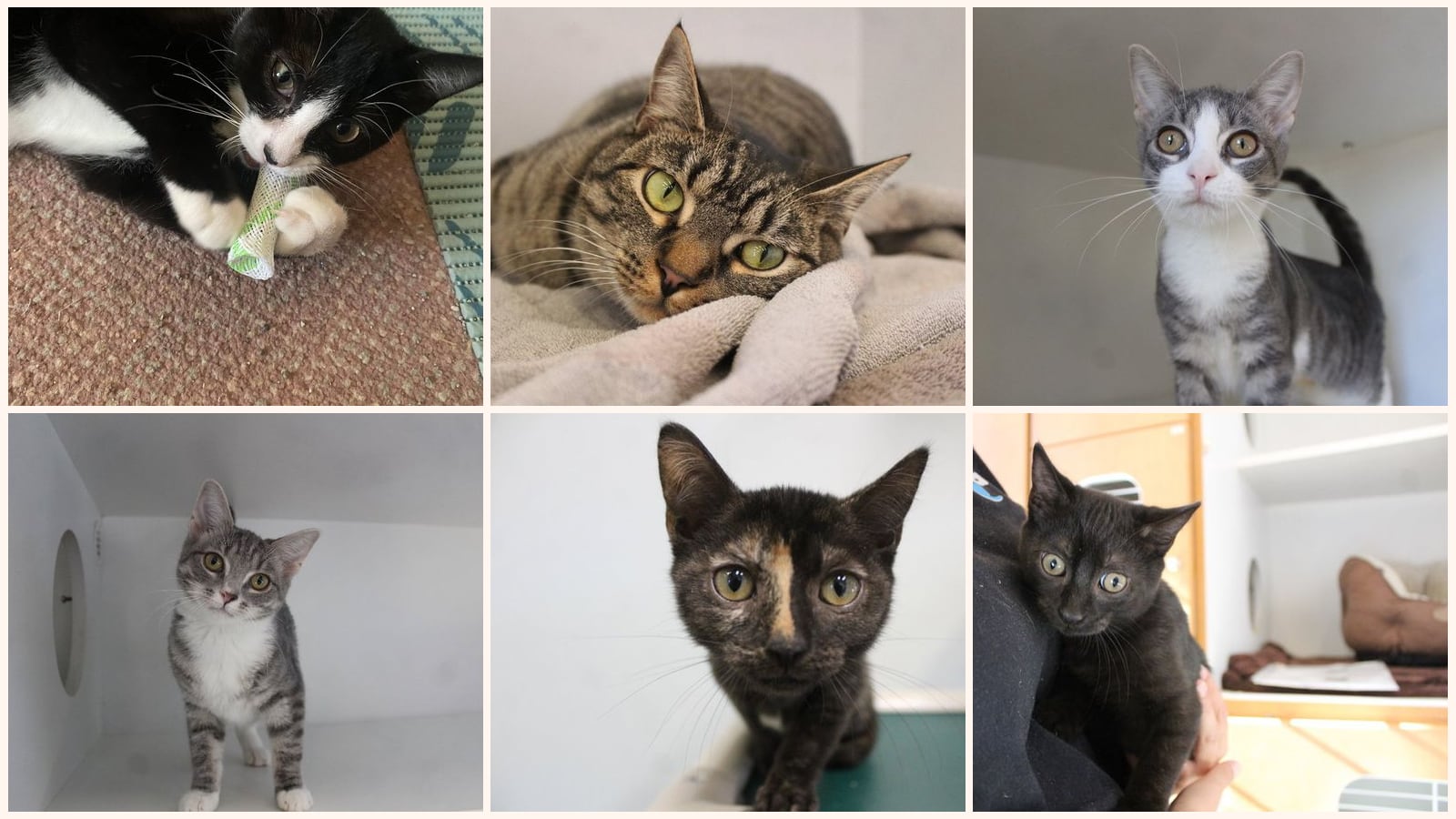 Cats up for adoption near Kent County, DE