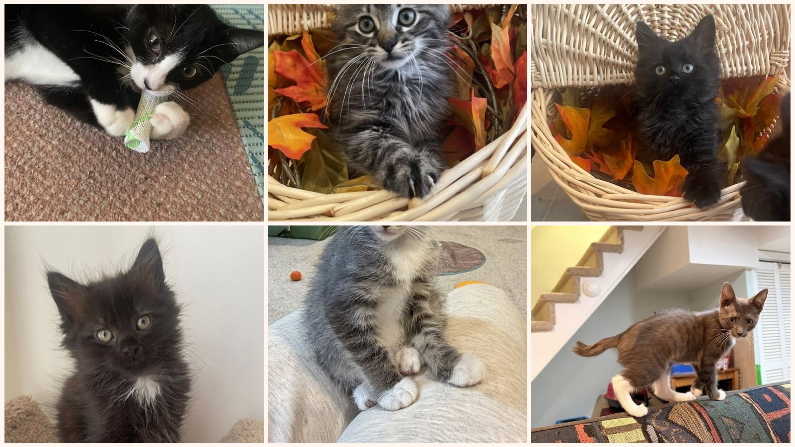 Cats up for adoption near New Castle County, DE