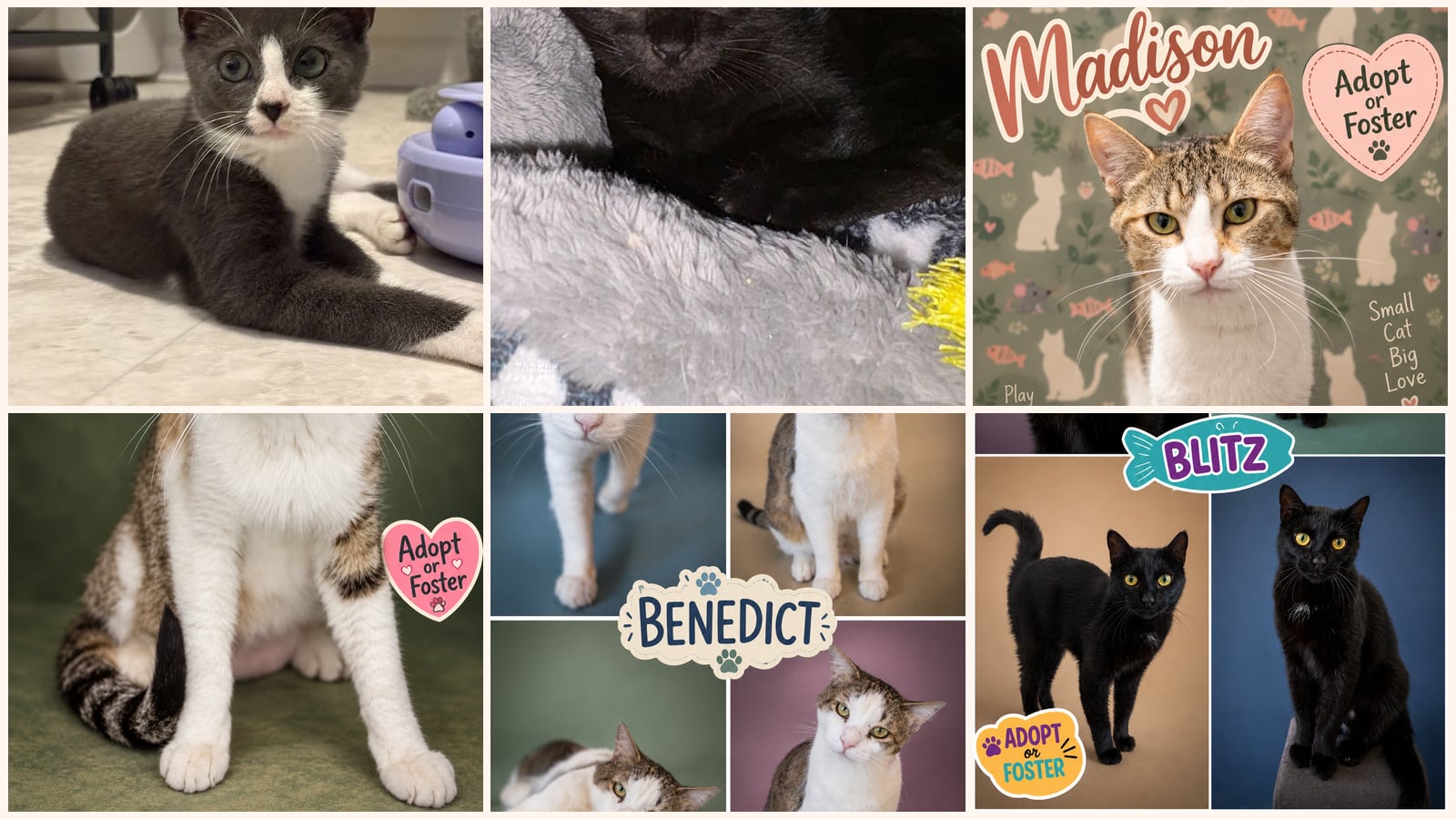 Cats up for adoption near Sussex County, DE