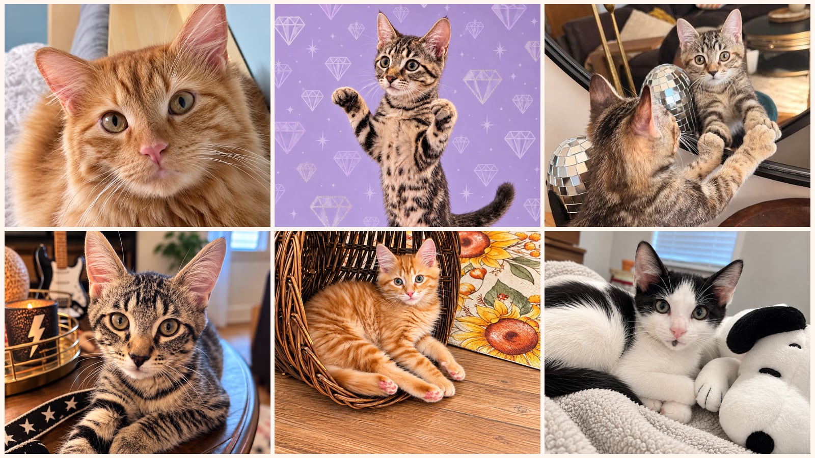 Cats up for adoption near Clay County, FL