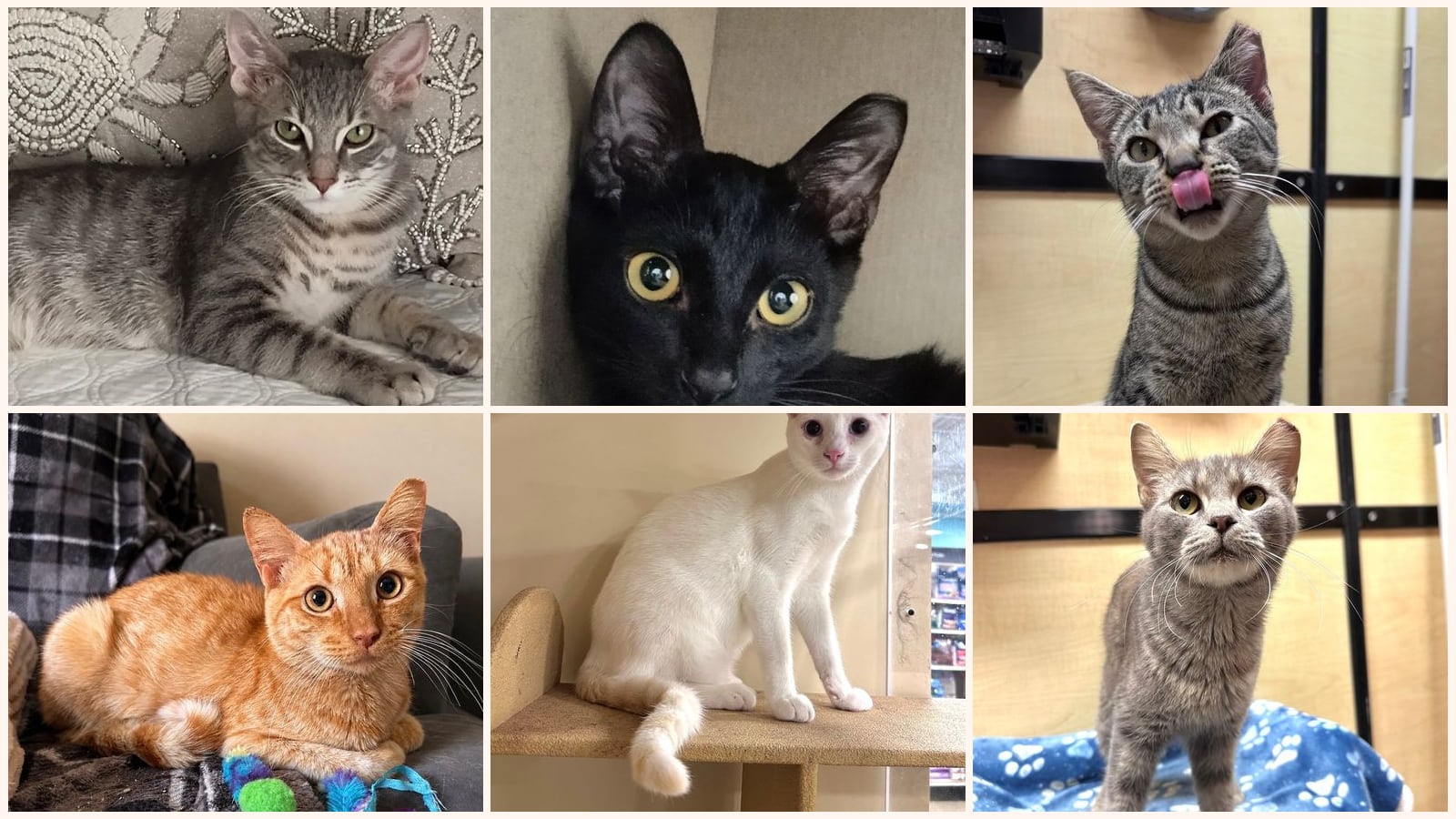 Cats up for adoption near Gulf County, FL