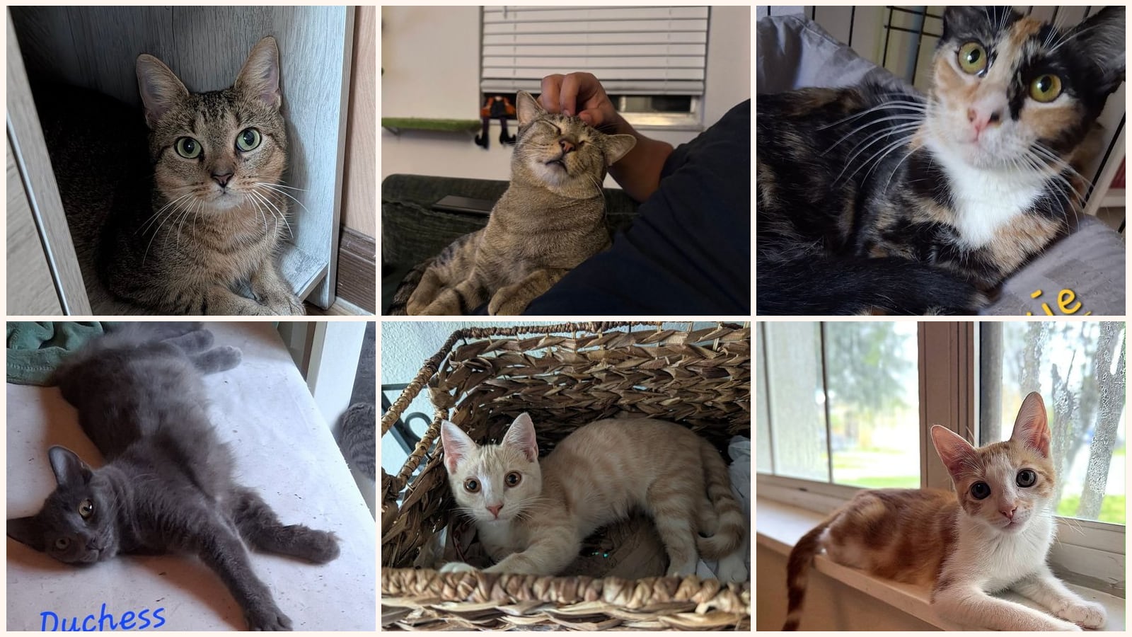 Cats up for adoption near Lake County, FL
