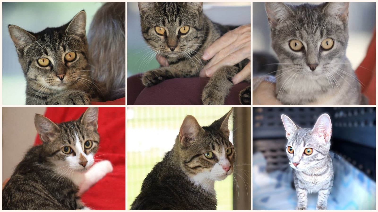 Cats up for adoption near Lee County, FL