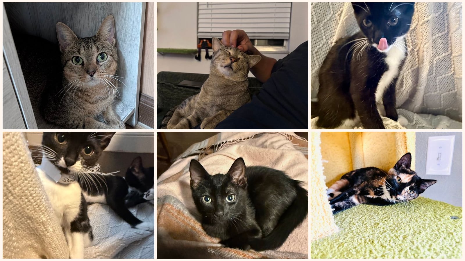 Cats up for adoption near Orange County, FL