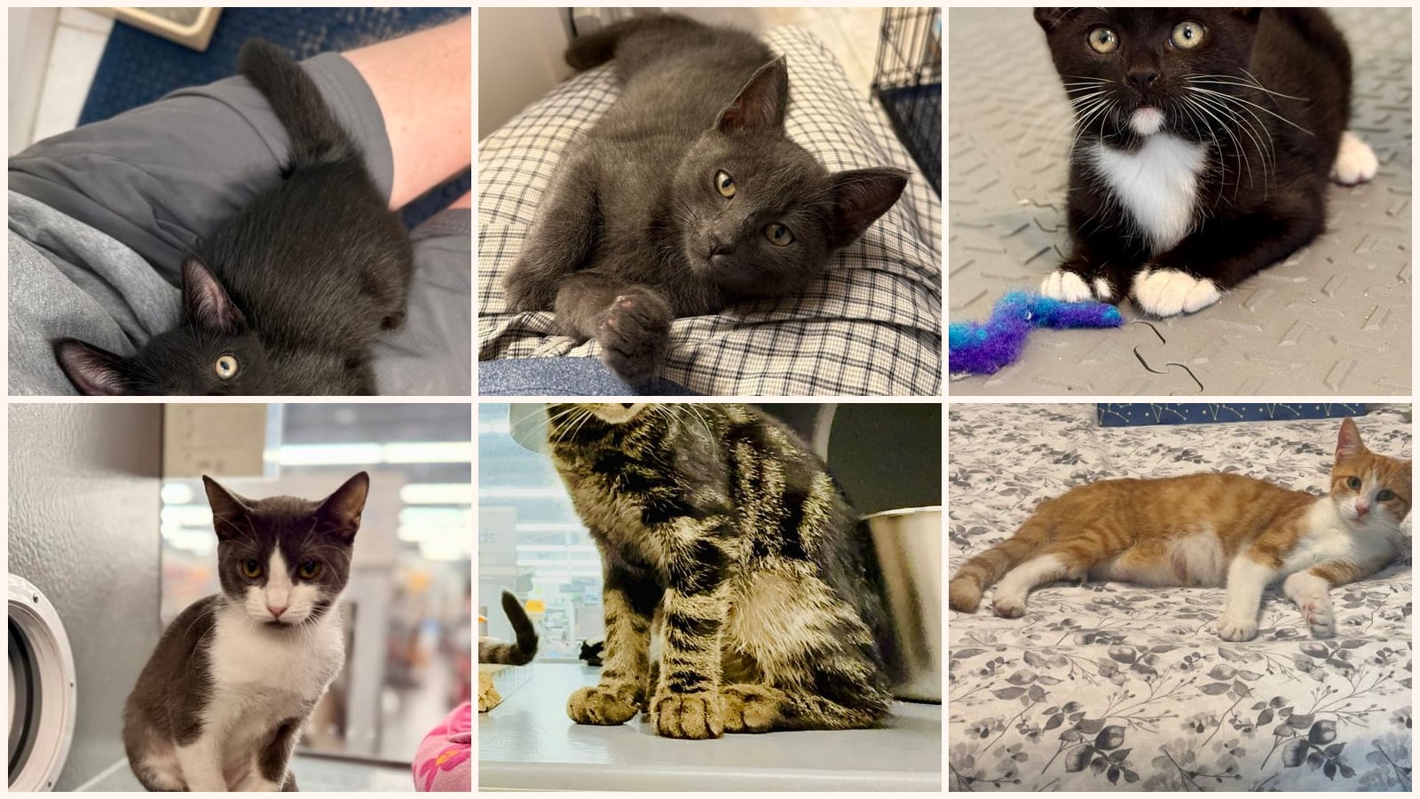 Cats up for adoption near Osceola County, FL