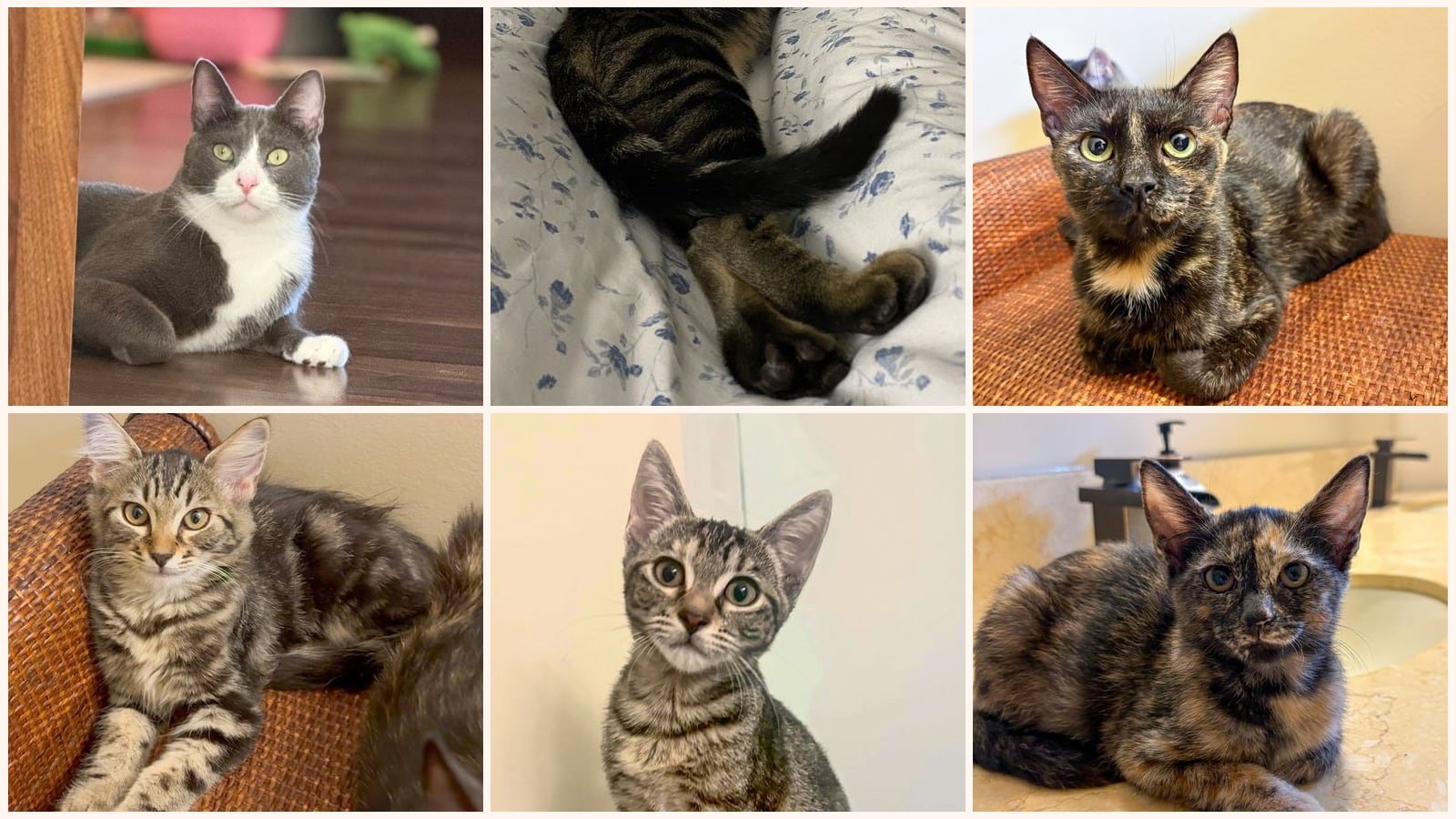 Cats up for adoption near Palm Beach County, FL