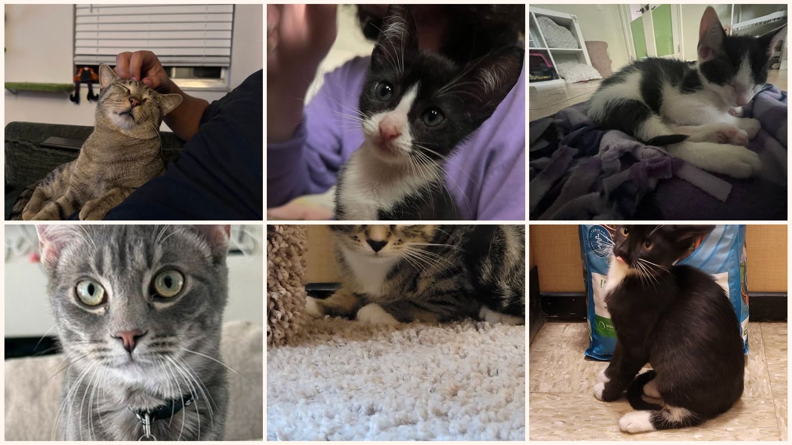 Cats up for adoption near Polk County, FL