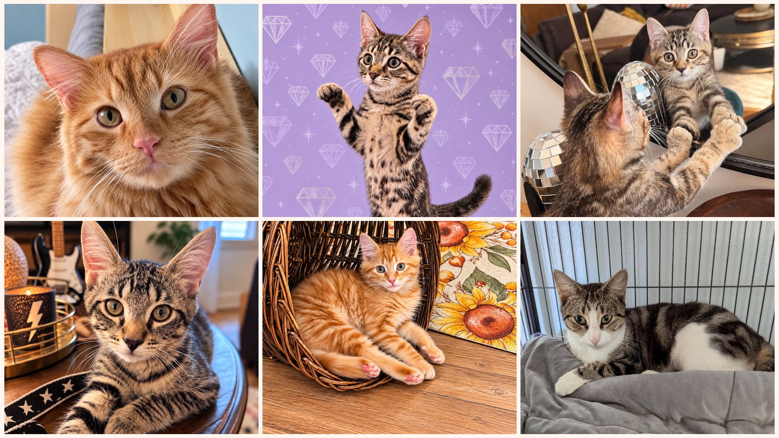 Cats up for adoption near Putnam County, FL