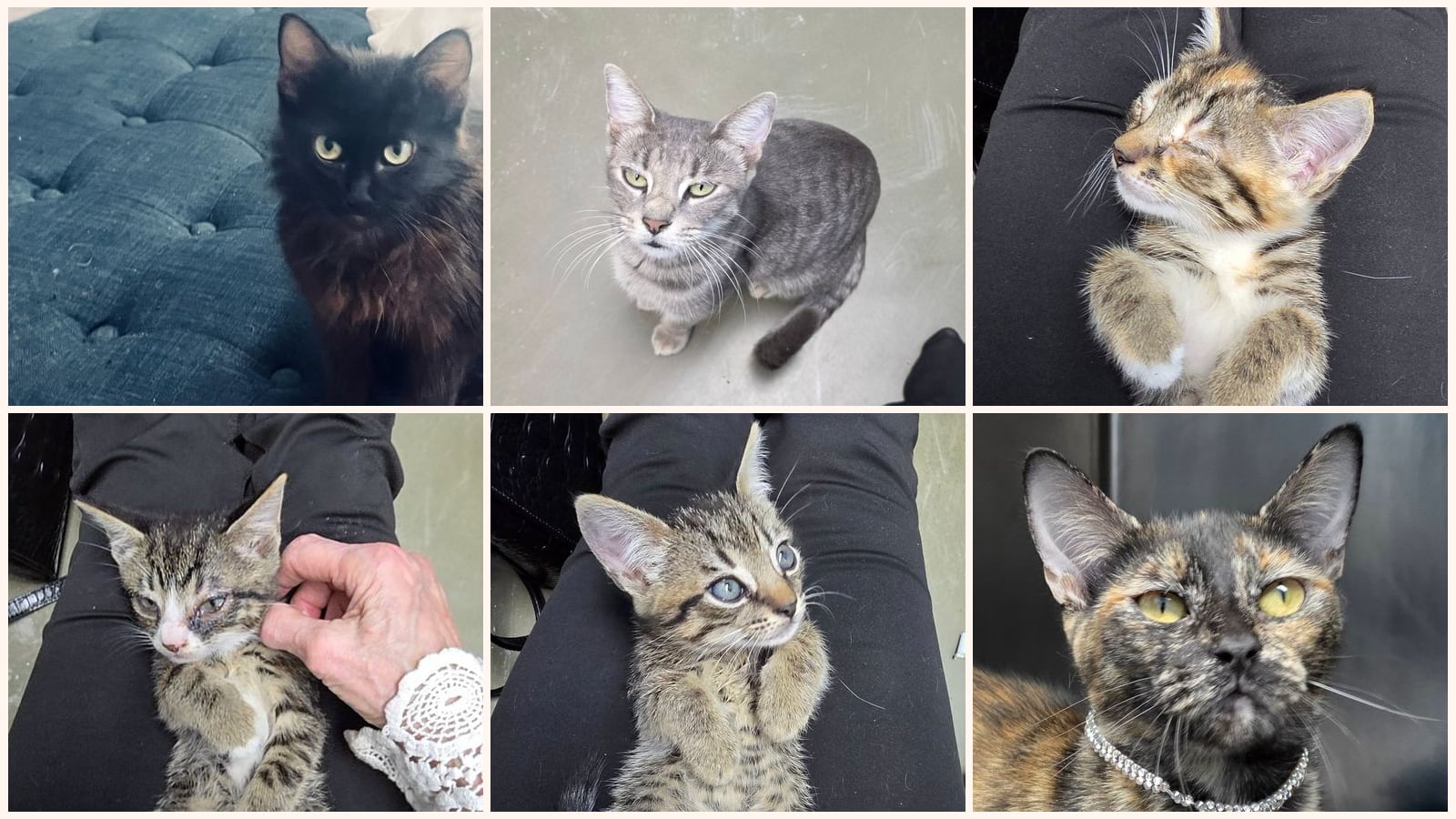 Cats up for adoption near Santa Rosa County, FL