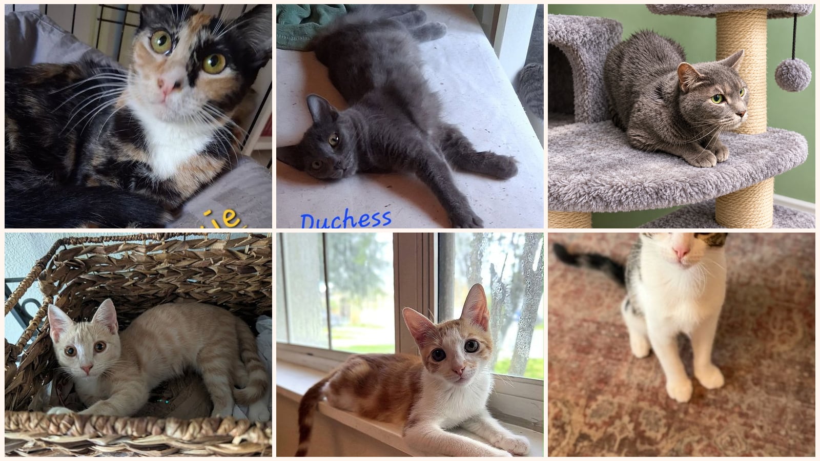 Cats up for adoption near Seminole County, FL