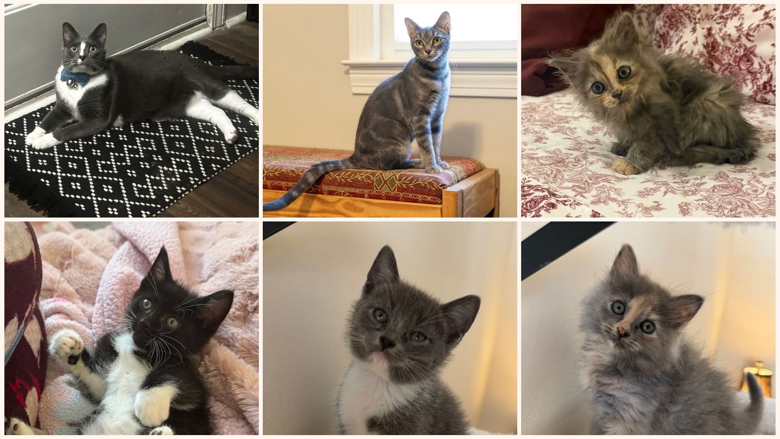 Cats up for adoption near Banks County, GA