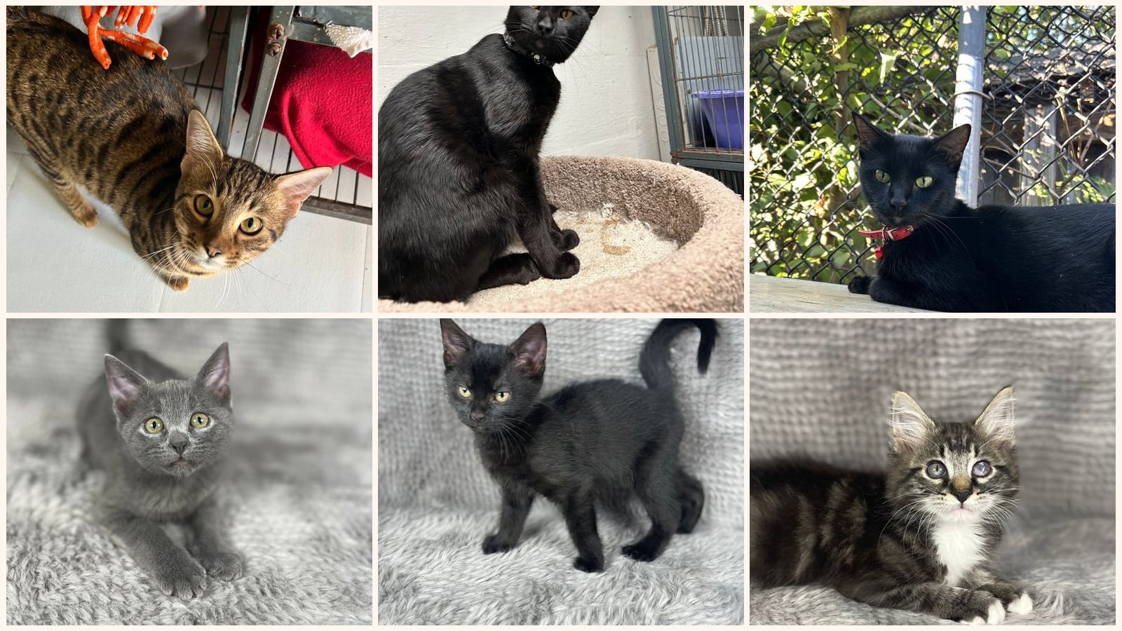Cats up for adoption near Butts County, GA