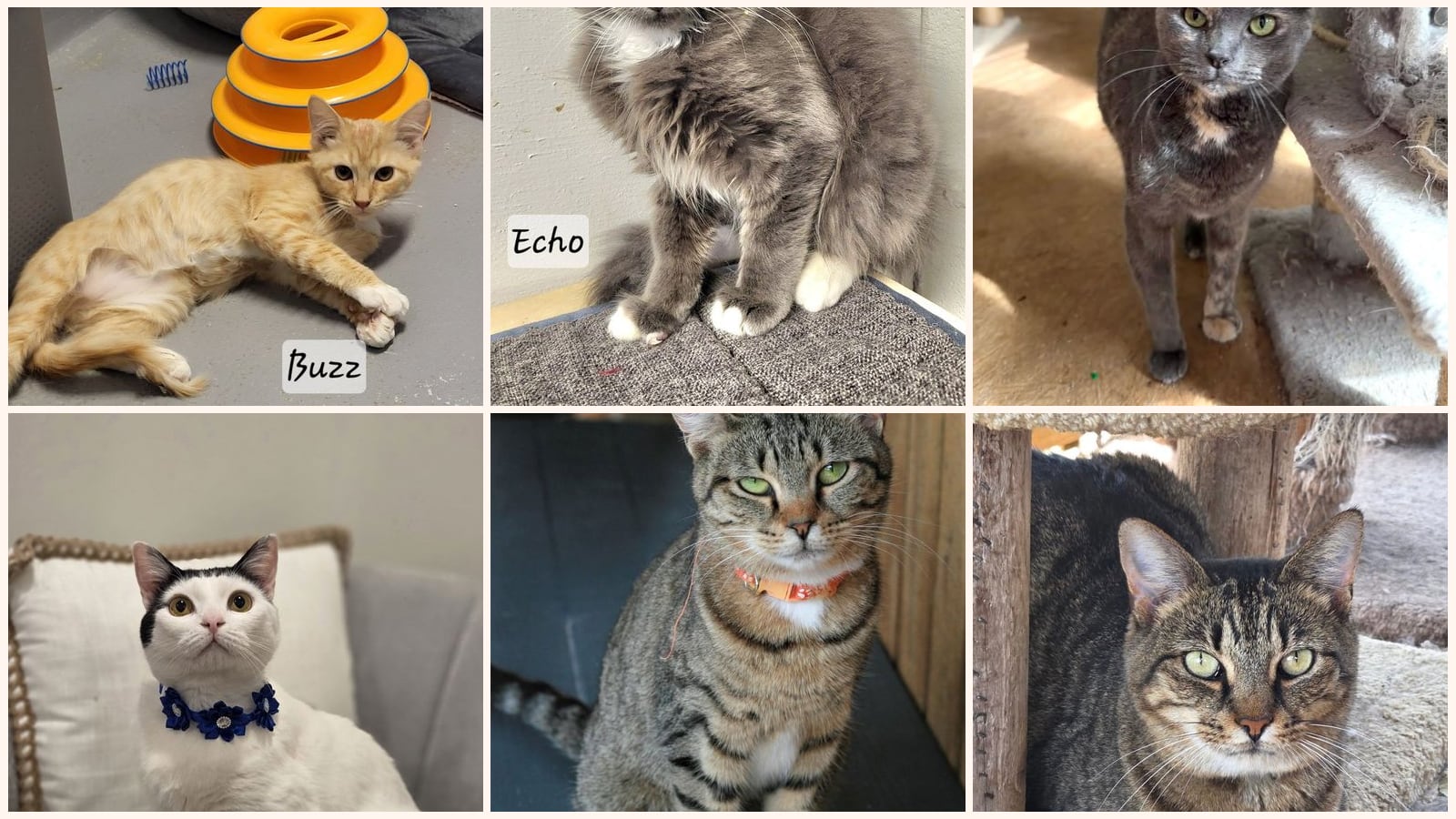 Cats up for adoption near Chattooga County, GA