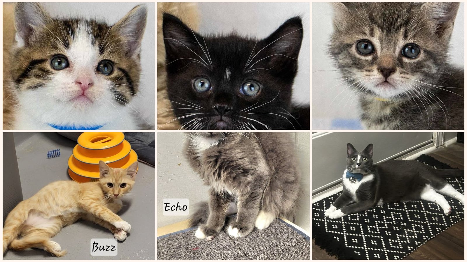 Cats up for adoption near Cherokee County, GA