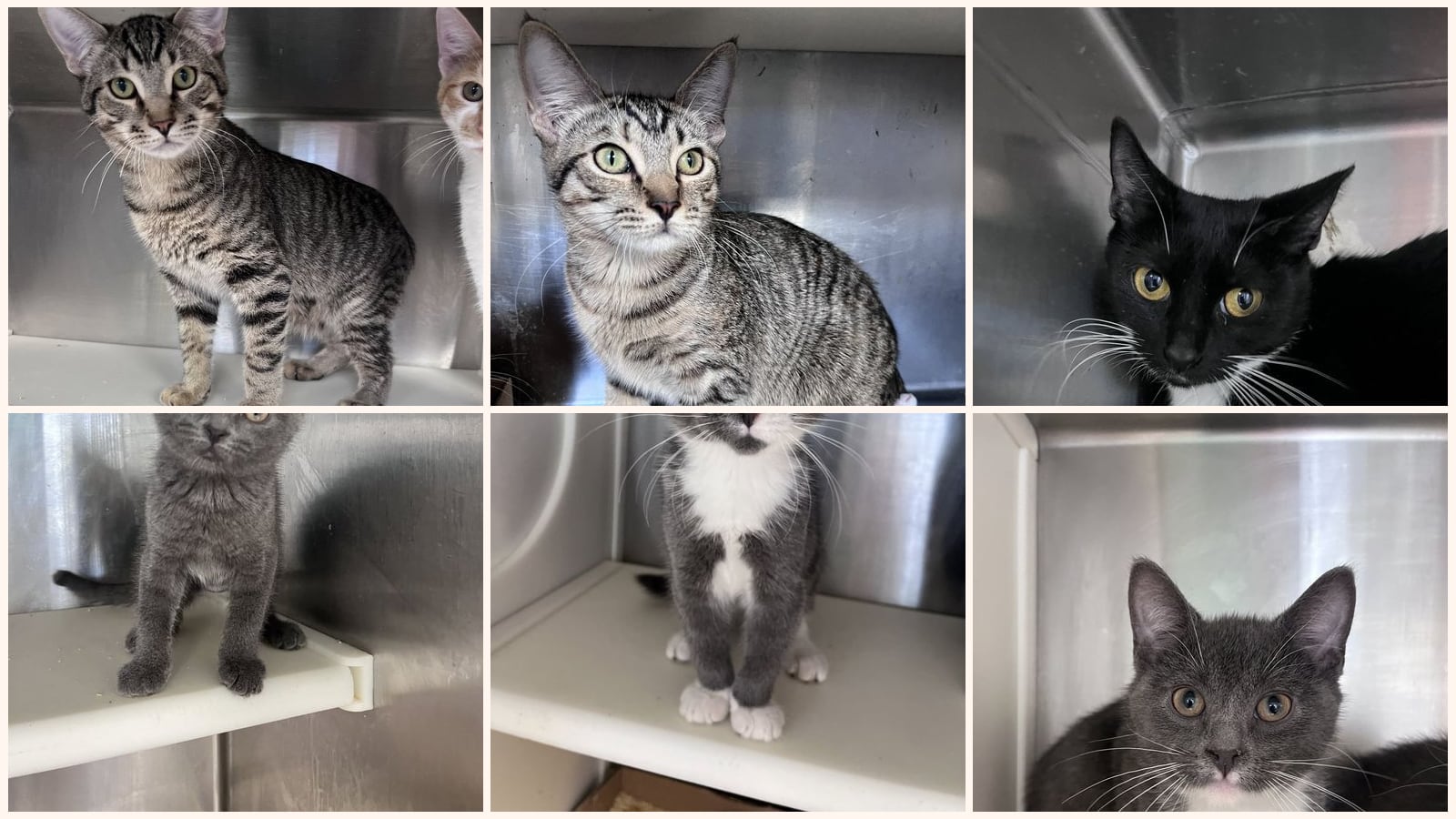 Cats up for adoption near Floyd County, GA