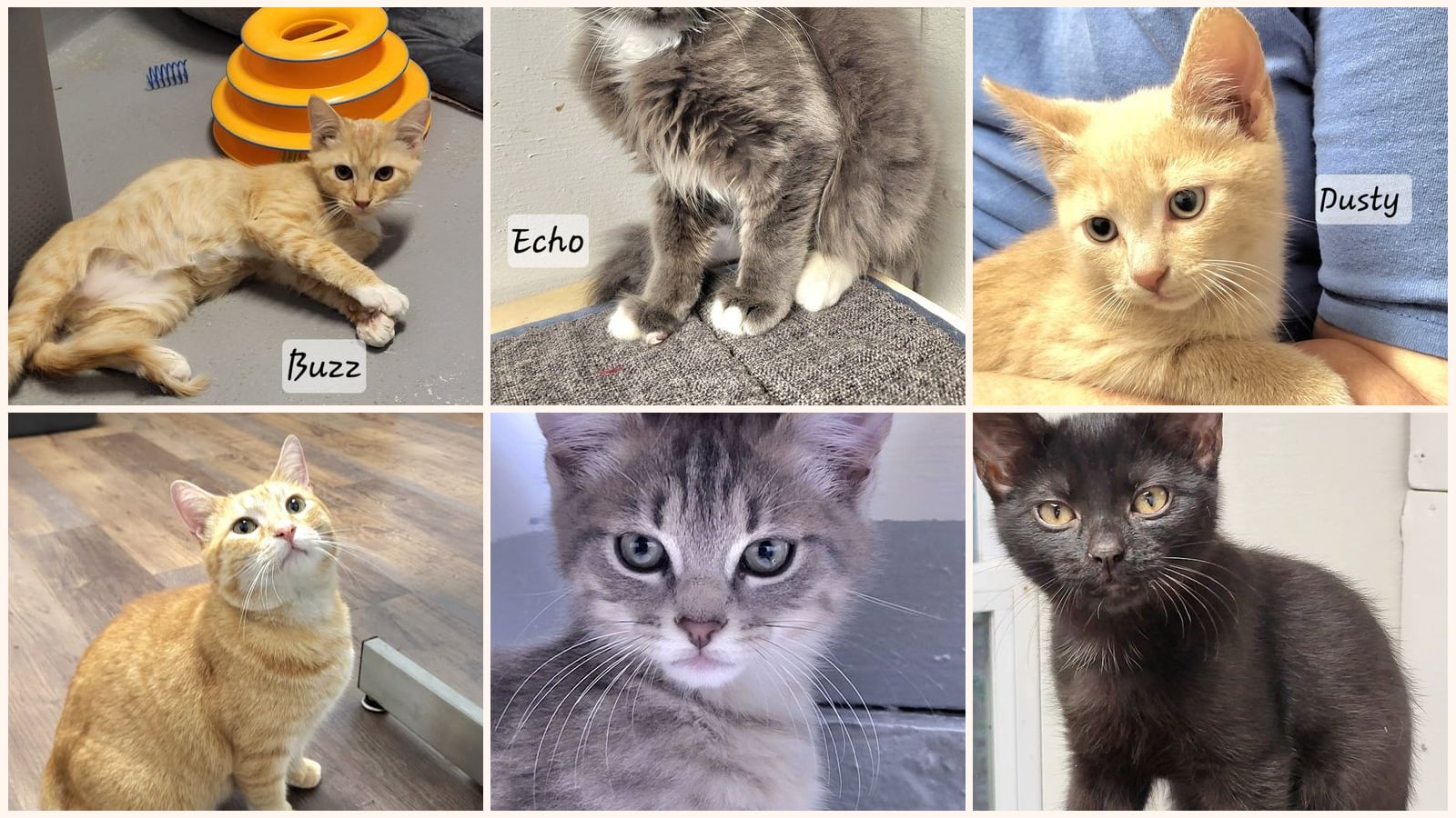 Cats up for adoption near Gilmer County, GA