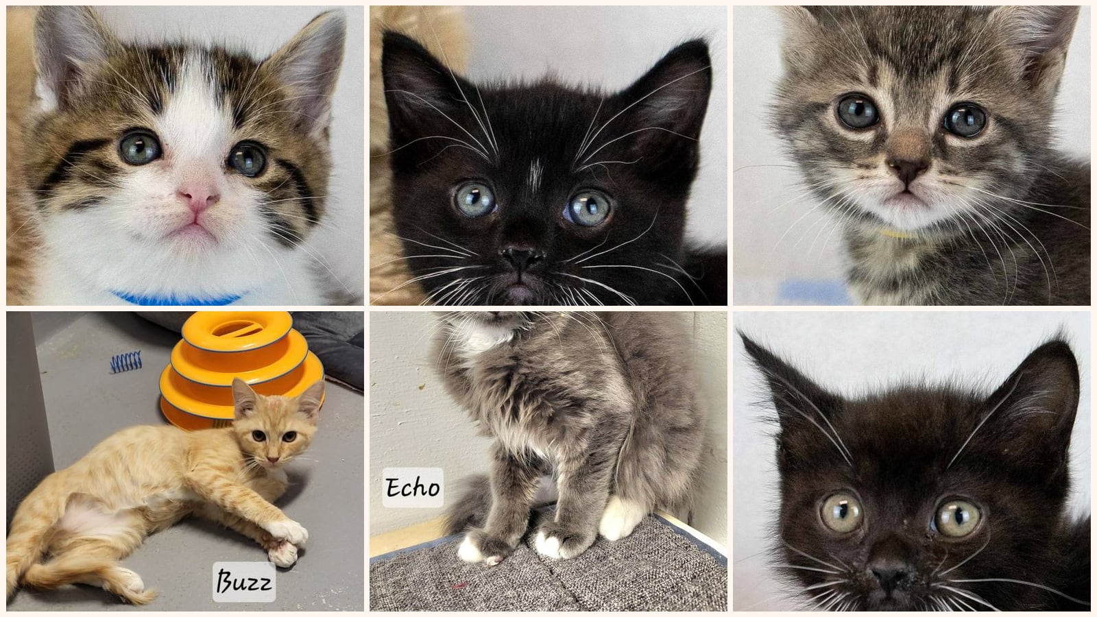 Cats up for adoption near Gordon County, GA