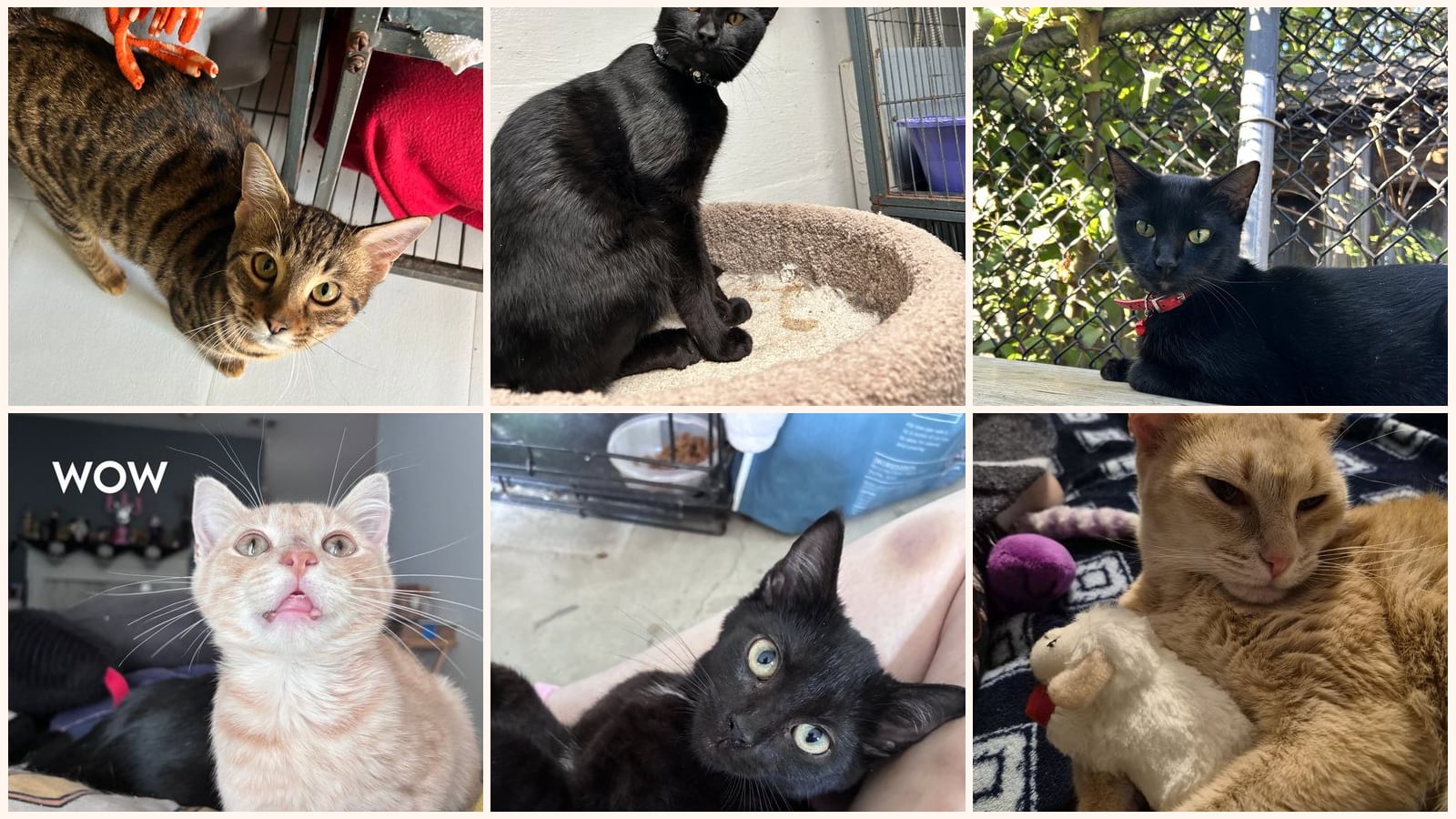 Cats up for adoption near Henry County, GA