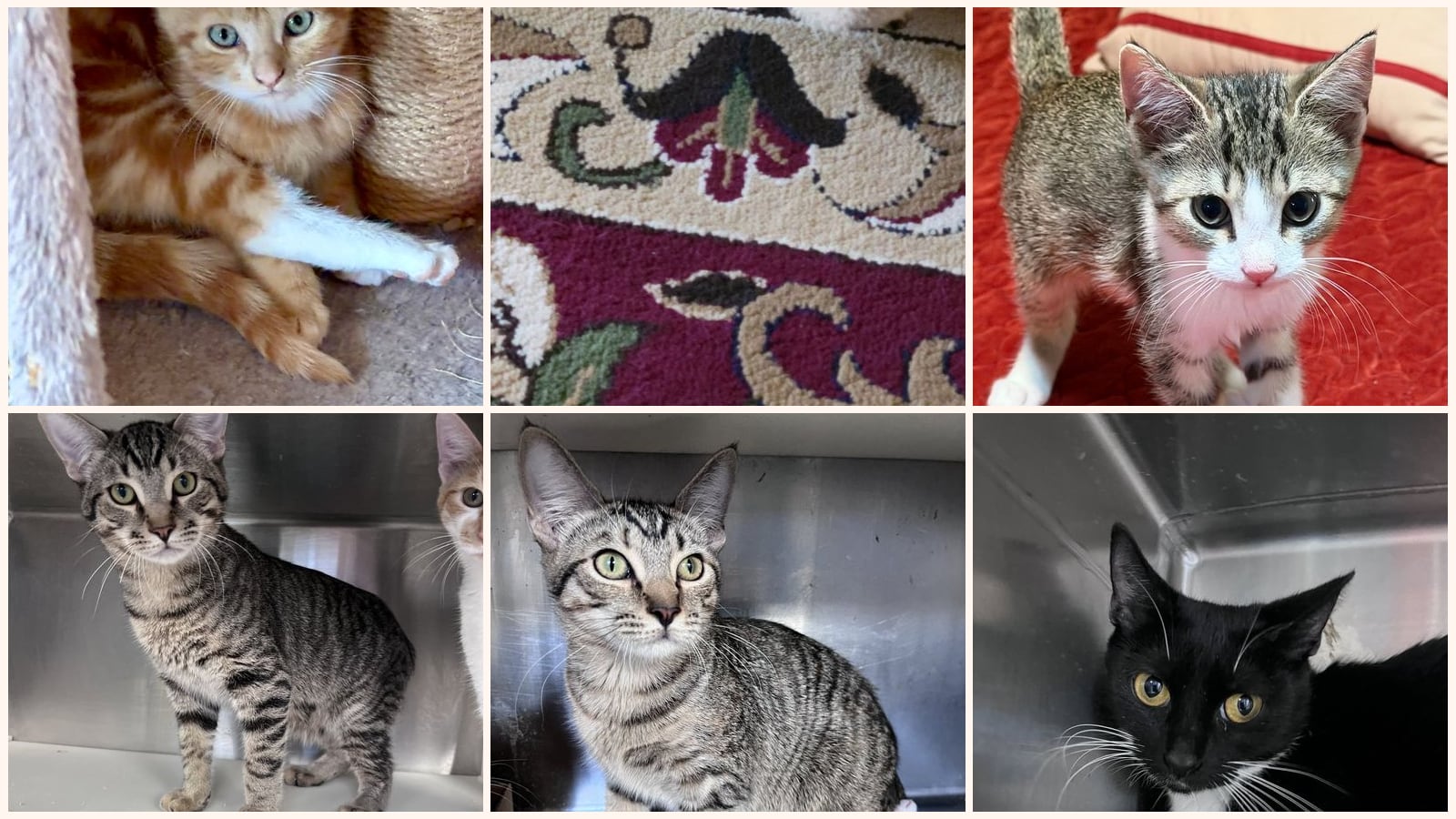 Cats up for adoption near Meriwether County, GA