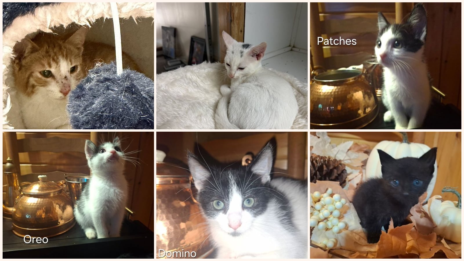 Cats up for adoption near Union County, GA