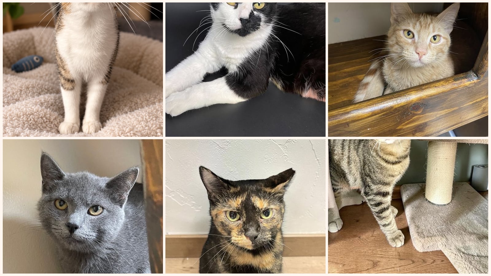 Cats up for adoption near De Witt County, IL