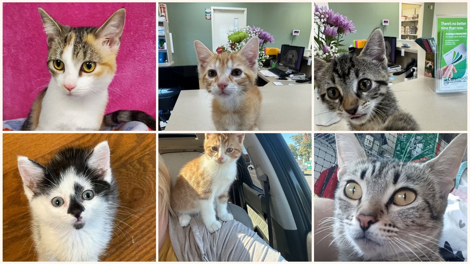 Cats up for adoption near Fayette County, IL
