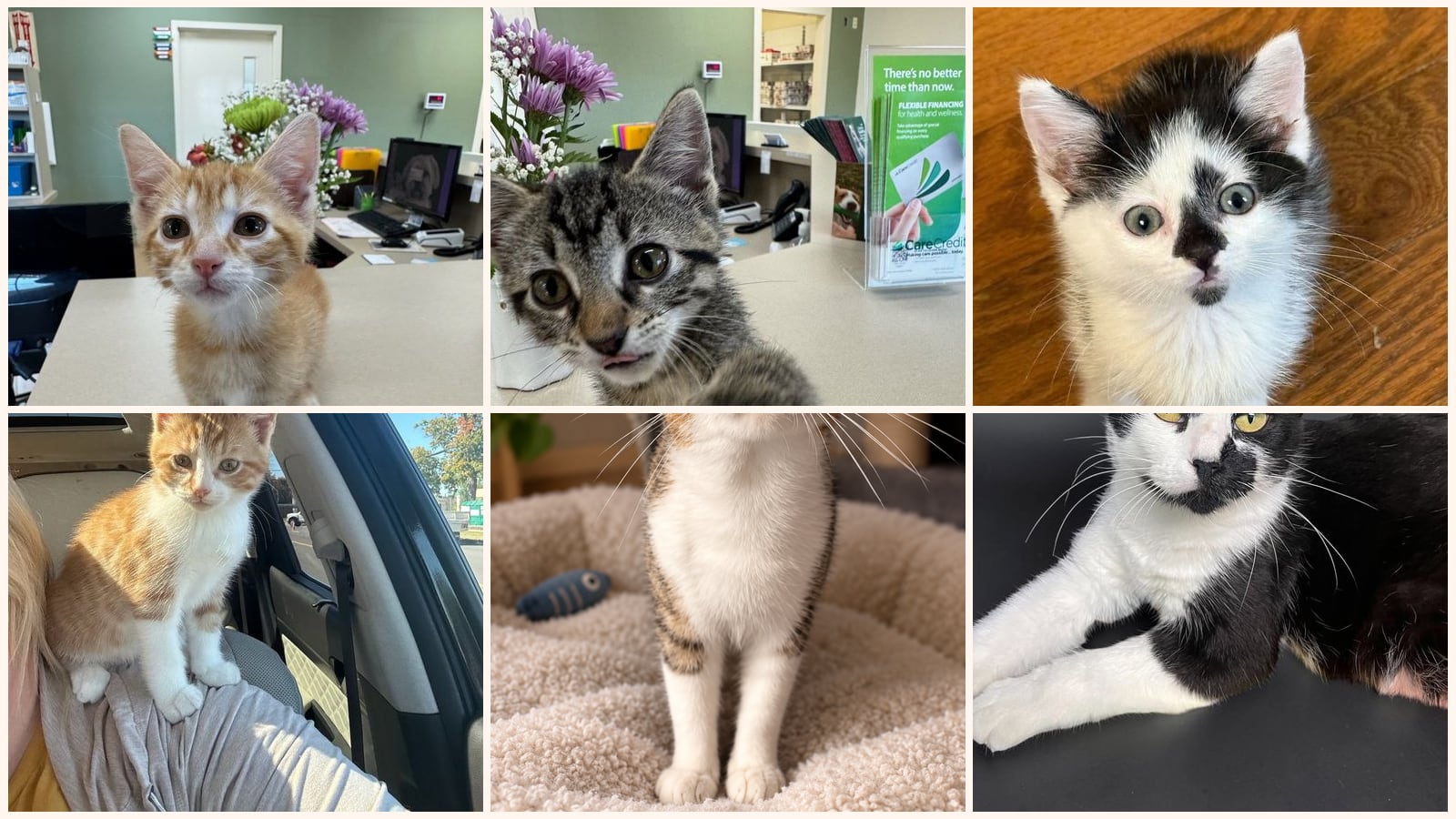 Cats up for adoption near Macon County, IL