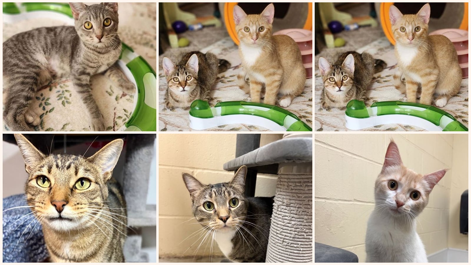 Cats up for adoption near Madison County, IL