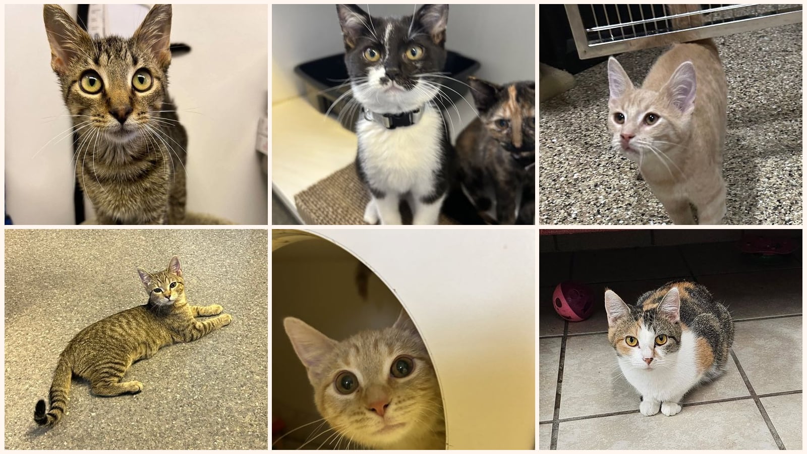 Cats up for adoption near Union County, IL