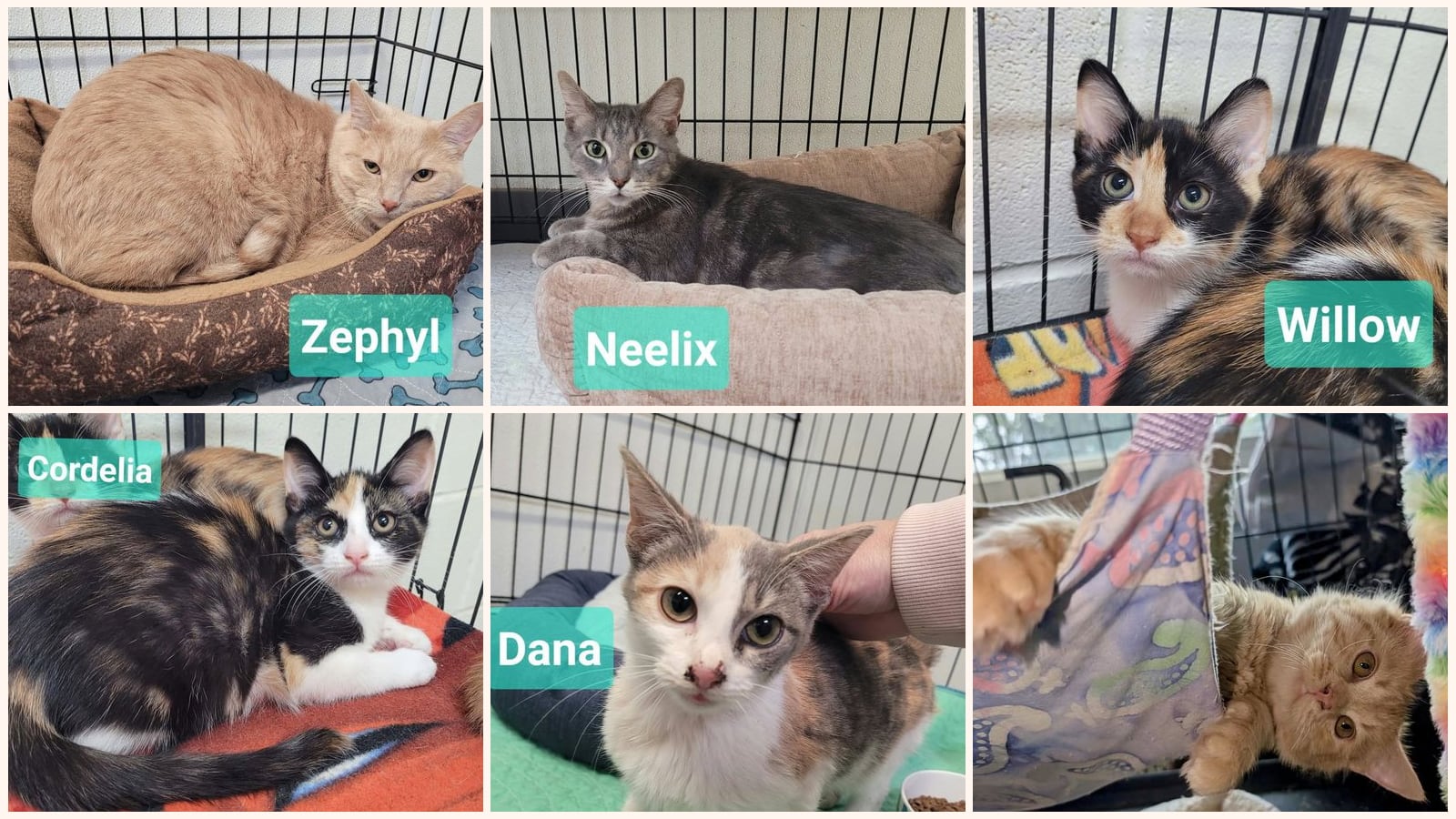 Cats up for adoption near Delaware County, IN