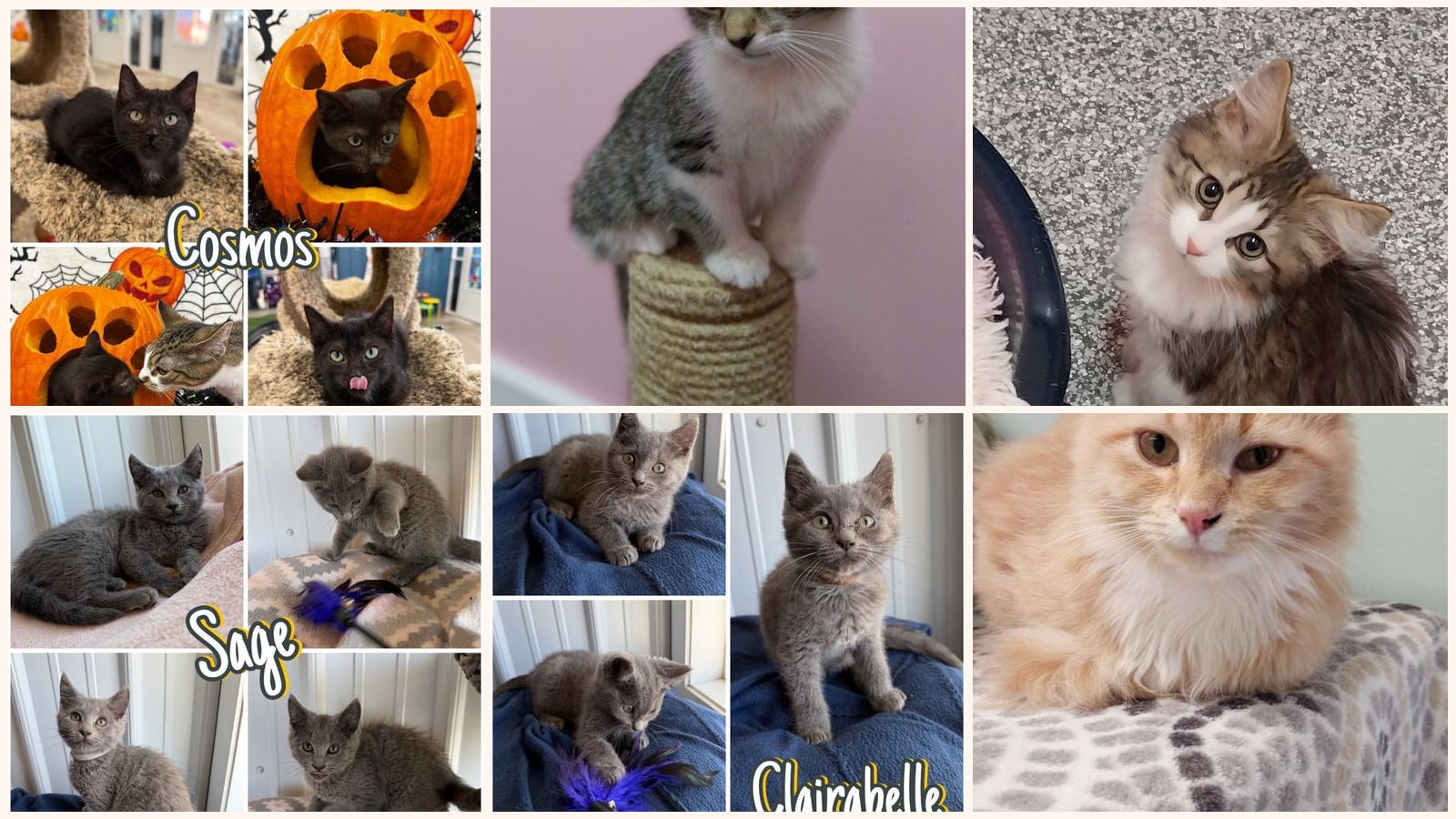 Cats up for adoption near Noble County, IN
