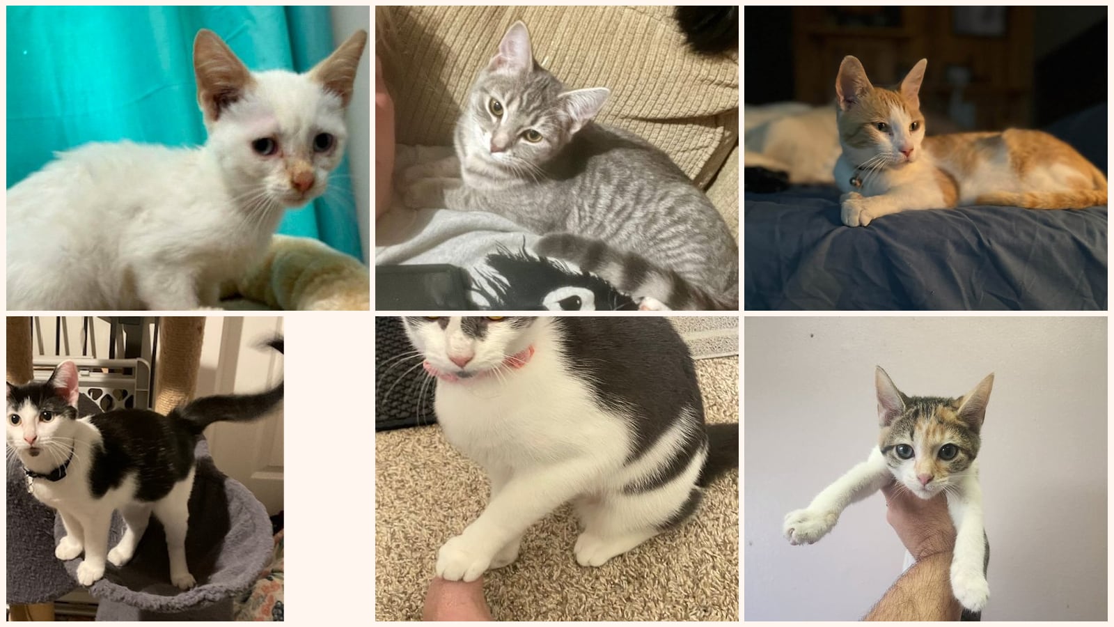 Cats up for adoption near Perry County, IN