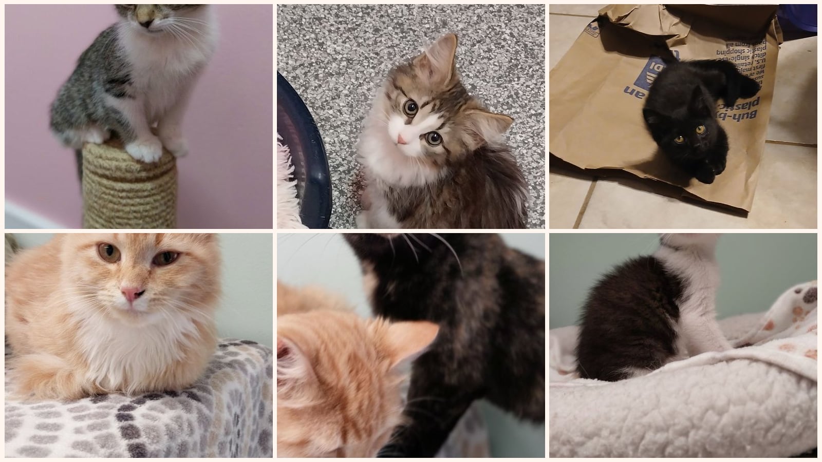 Cats up for adoption near Starke County, IN