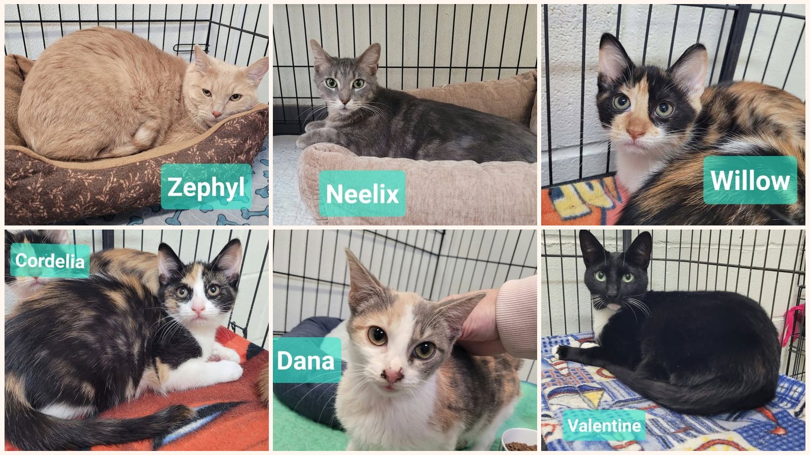 Cats up for adoption near Union County, IN