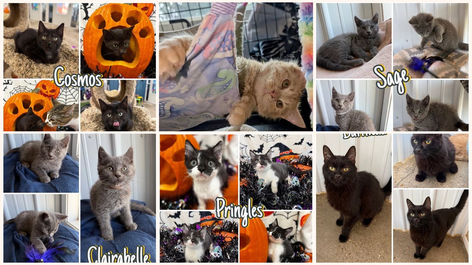 Cats up for adoption near Wells County, IN