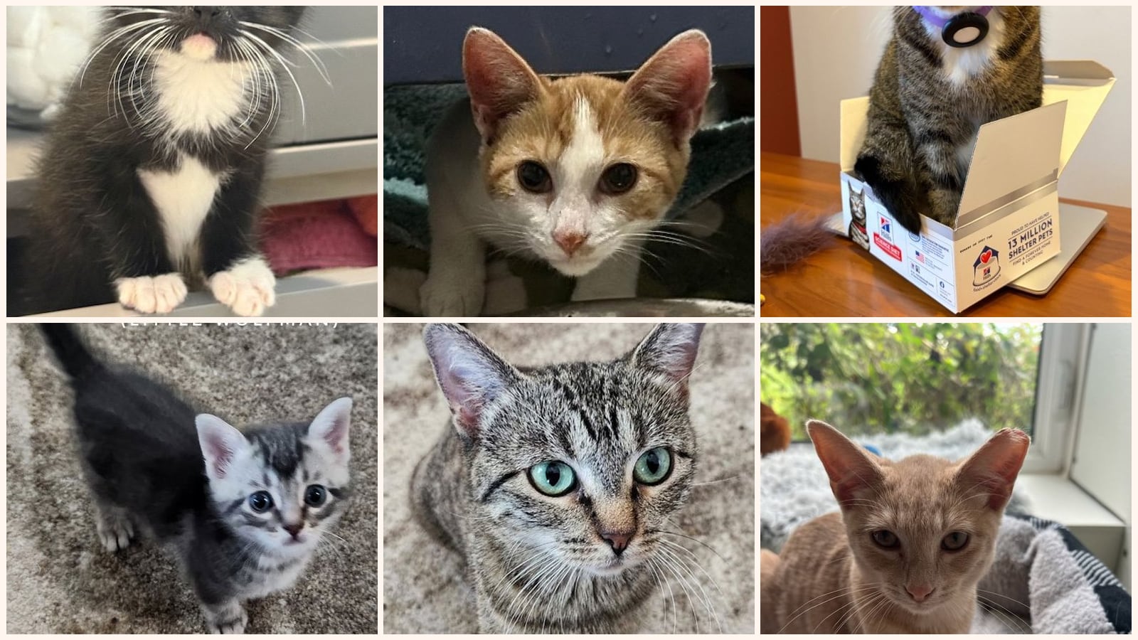 Cats up for adoption near Wapello County, IA