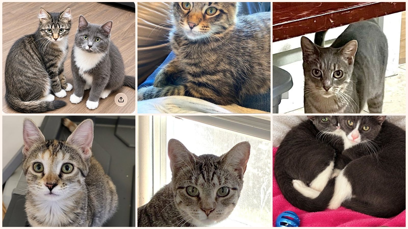Cats up for adoption near Jefferson County, KS