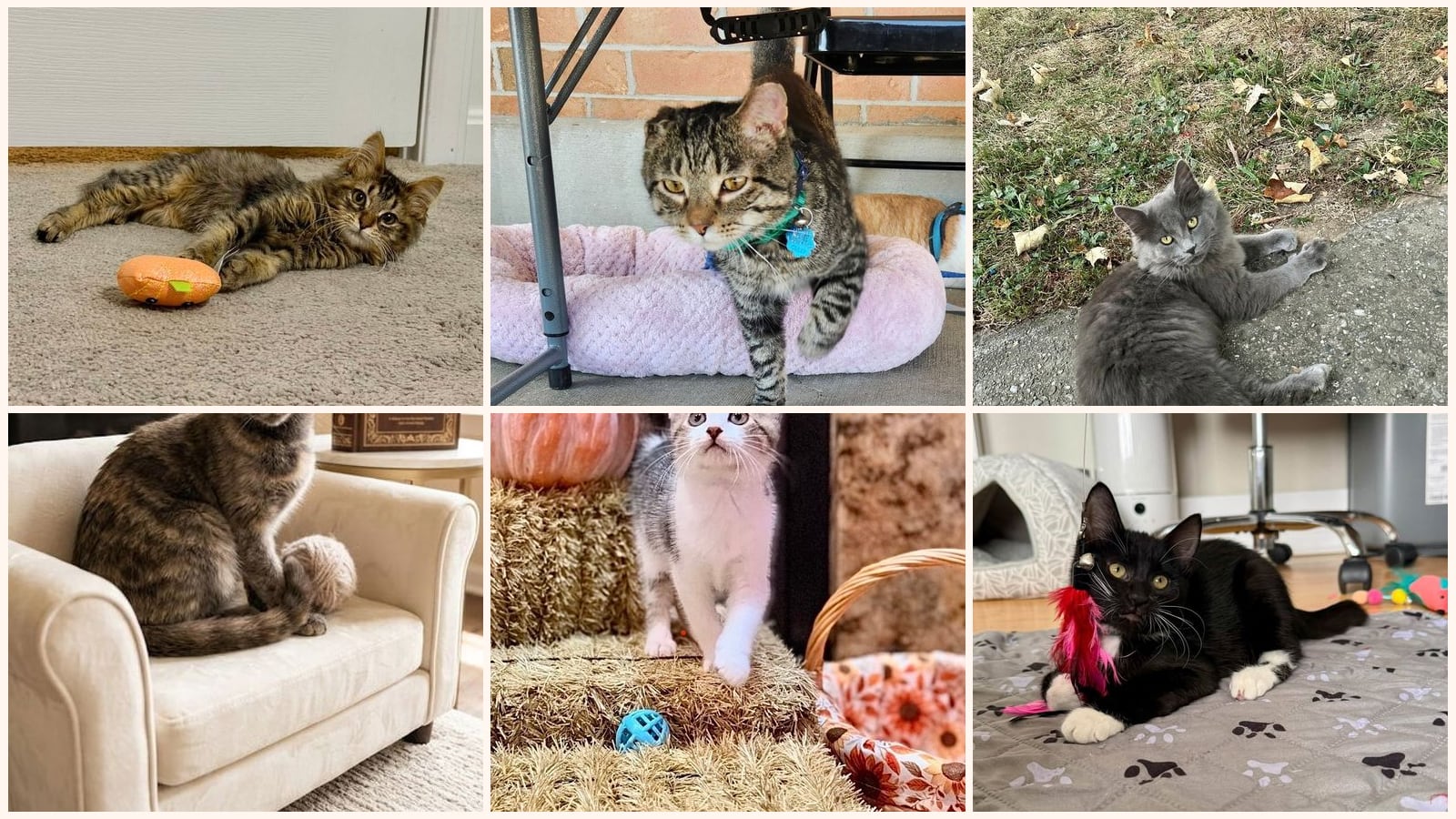 Cats up for adoption near Boone County, KY