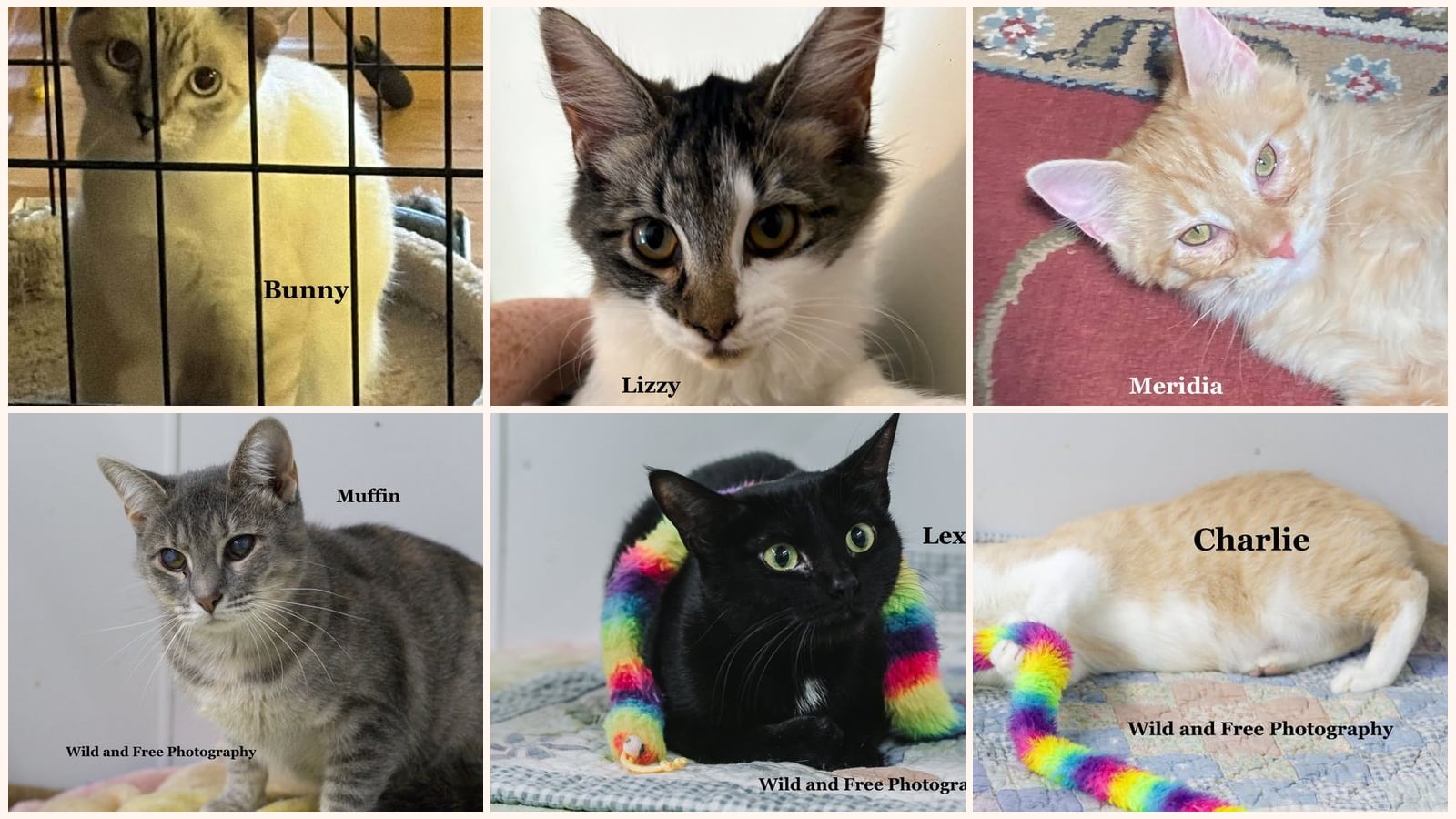 Cats up for adoption near Boyd County, KY
