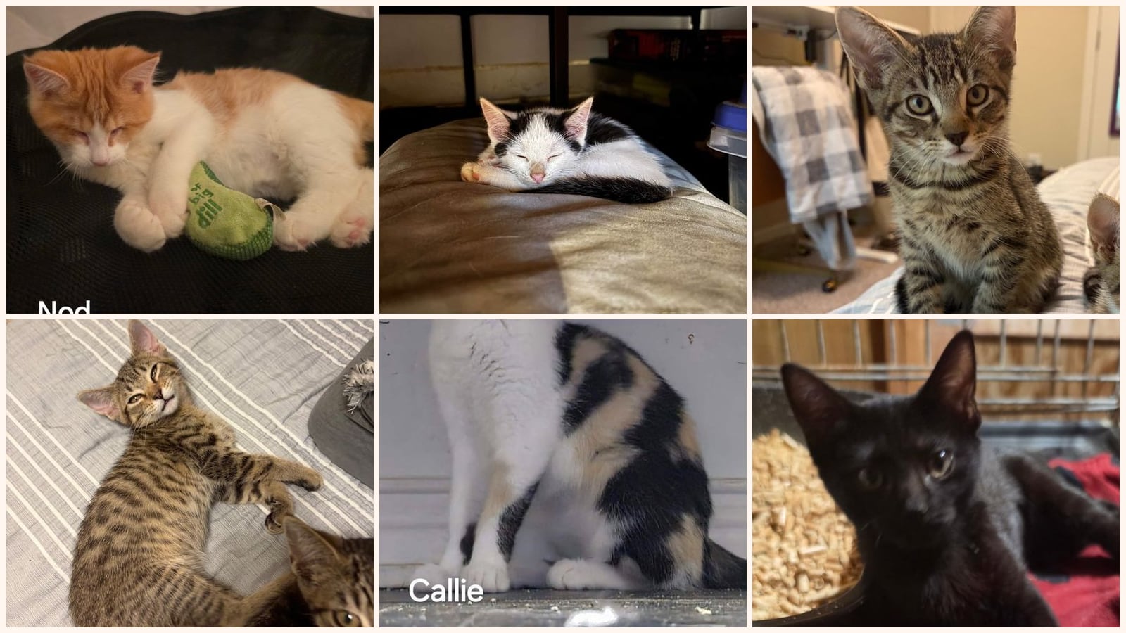 Cats up for adoption near Boyle County, KY